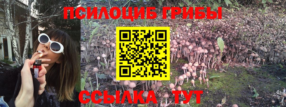 Галлюциногенные грибы Psilocybe  Вход с VPN  Камень-на-Оби 